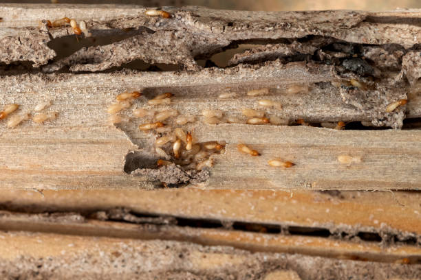 Best Termite Control Services  in Bruceton, TN