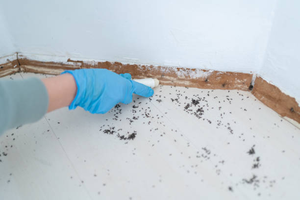 Best Residential Pest Control  in Bruceton, TN